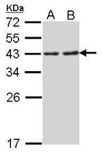 RPSA Antibody in Western Blot (WB)