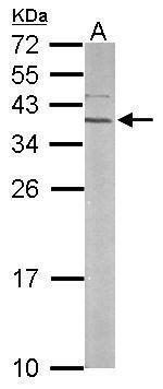 RPSA Antibody in Western Blot (WB)