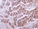 Lactoferrin Antibody in Immunohistochemistry (Paraffin) (IHC (P))