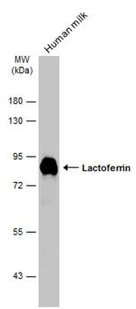 Lactoferrin Antibody in Western Blot (WB)