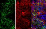 CD73 Antibody in Immunohistochemistry (Paraffin) (IHC (P))