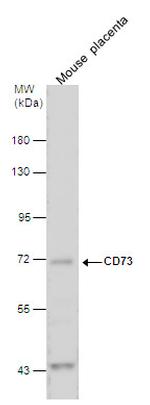 CD73 Antibody in Western Blot (WB)