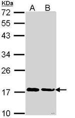 Cyclophilin A Antibody in Western Blot (WB)