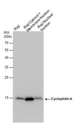 Cyclophilin A Antibody in Western Blot (WB)