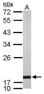 Cyclophilin A Antibody in Western Blot (WB)