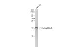 Cyclophilin A Antibody in Western Blot (WB)