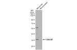 CRALBP Antibody in Western Blot (WB)