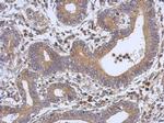 S6 Antibody in Immunohistochemistry (Paraffin) (IHC (P))