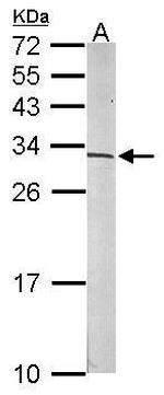 S6 Antibody in Western Blot (WB)