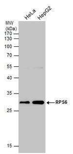 S6 Antibody in Western Blot (WB)