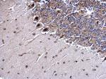 SSB Antibody in Immunohistochemistry (Paraffin) (IHC (P))