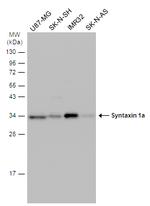 Syntaxin 1 Antibody in Western Blot (WB)