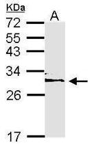 14-3-3 epsilon Antibody in Western Blot (WB)