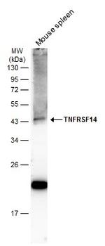 TNFRSF14 Antibody in Western Blot (WB)