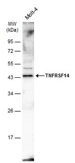 TNFRSF14 Antibody in Western Blot (WB)