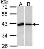 Bub3 Antibody in Western Blot (WB)