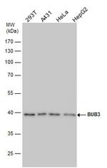 Bub3 Antibody in Western Blot (WB)