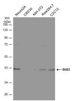 Bub3 Antibody in Western Blot (WB)