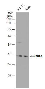 Bub3 Antibody in Western Blot (WB)