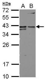 CD147 Antibody in Western Blot (WB)