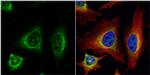 SR-BI Antibody in Immunocytochemistry (ICC/IF)