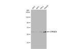 CYP2C8 Antibody in Western Blot (WB)