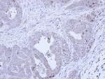 Fibrillarin Antibody in Immunohistochemistry (Paraffin) (IHC (P))