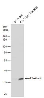 Fibrillarin Antibody in Western Blot (WB)