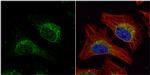 HADHA Antibody in Immunocytochemistry (ICC/IF)