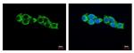 HADHA Antibody in Immunocytochemistry (ICC/IF)