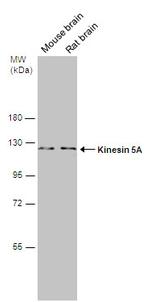 Kinesin 5A Antibody in Western Blot (WB)