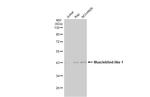 MBNL1 Antibody in Western Blot (WB)