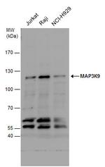 MLK1 Antibody in Western Blot (WB)