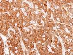 PRDX1 Antibody in Immunohistochemistry (Paraffin) (IHC (P))