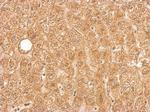 SERPINA5 Antibody in Immunohistochemistry (Paraffin) (IHC (P))