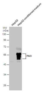 SERPINA5 Antibody in Western Blot (WB)