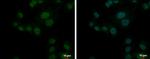 PSMD10 Antibody in Immunocytochemistry (ICC/IF)