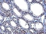 TBX5 Antibody in Immunohistochemistry (Paraffin) (IHC (P))