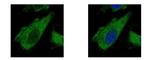 AIP Antibody in Immunocytochemistry (ICC/IF)