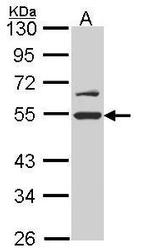 RUVBL2 Antibody in Western Blot (WB)