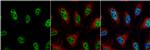 JAB1 Antibody in Immunocytochemistry (ICC/IF)