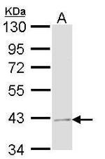 JAB1 Antibody in Western Blot (WB)