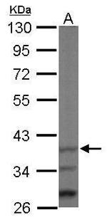 JAB1 Antibody in Western Blot (WB)