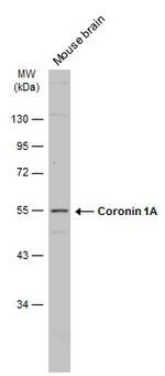 Coronin 1A Antibody in Western Blot (WB)