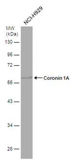 Coronin 1A Antibody in Western Blot (WB)