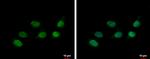 HP1 alpha Antibody in Immunocytochemistry (ICC/IF)