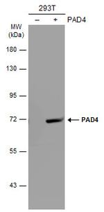 PADI4 Antibody in Western Blot (WB)