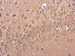 BACE2 Antibody in Immunohistochemistry (Paraffin) (IHC (P))