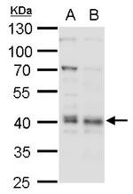 BMI-1 Antibody in Western Blot (WB)