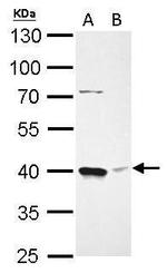 BMI-1 Antibody in Western Blot (WB)